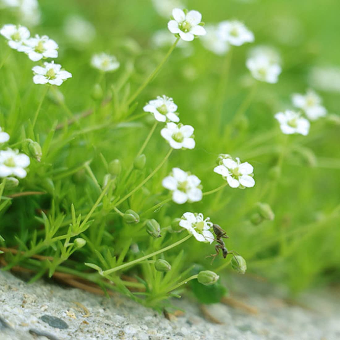 White Sagina flower seeds