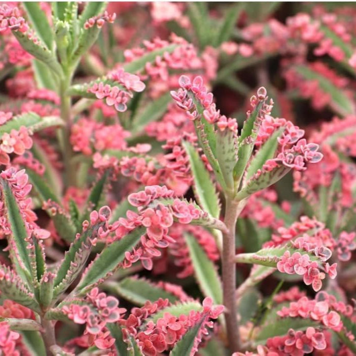 Brown Kalanchoe flower seeds