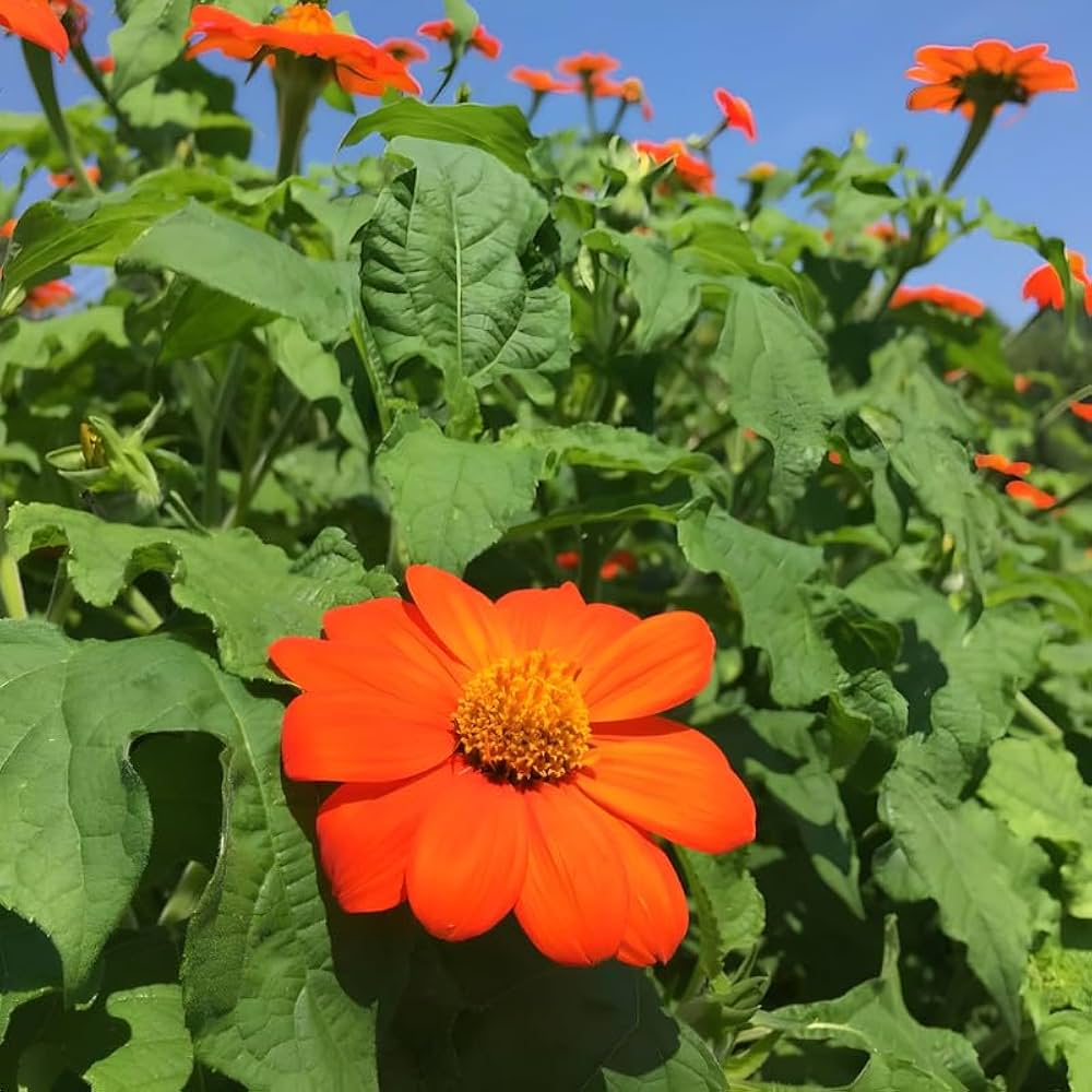 Mexican Sunflower flower seeds