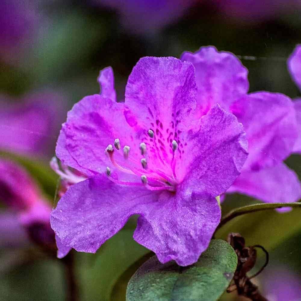Purple Azalea flower seeds