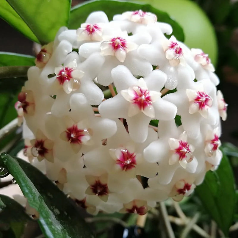 Hoya Flower Seeds for Planting – Heirloom Non-GMO Garden Seeds