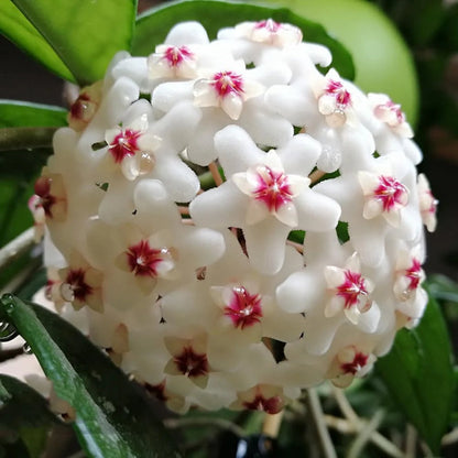 Hoya Flower Seeds for Planting – Heirloom Non-GMO Garden Seeds