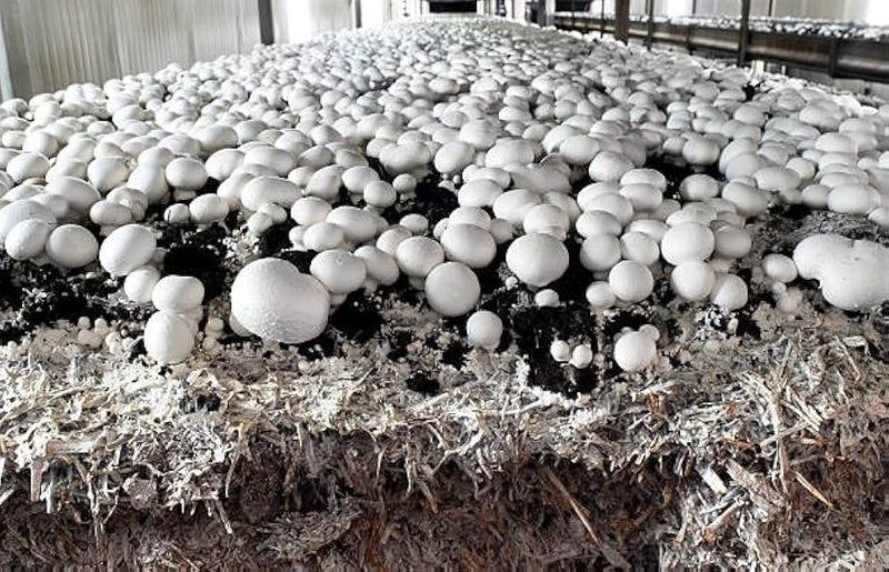 Mushroom Spawn for Growing – Mushroom Cultivation Starter
