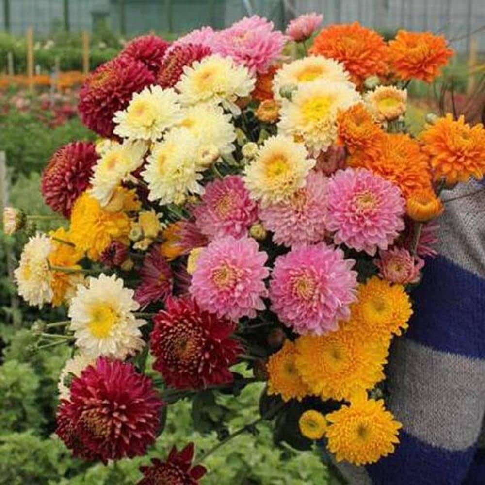 Chrysanthemum flower seeds