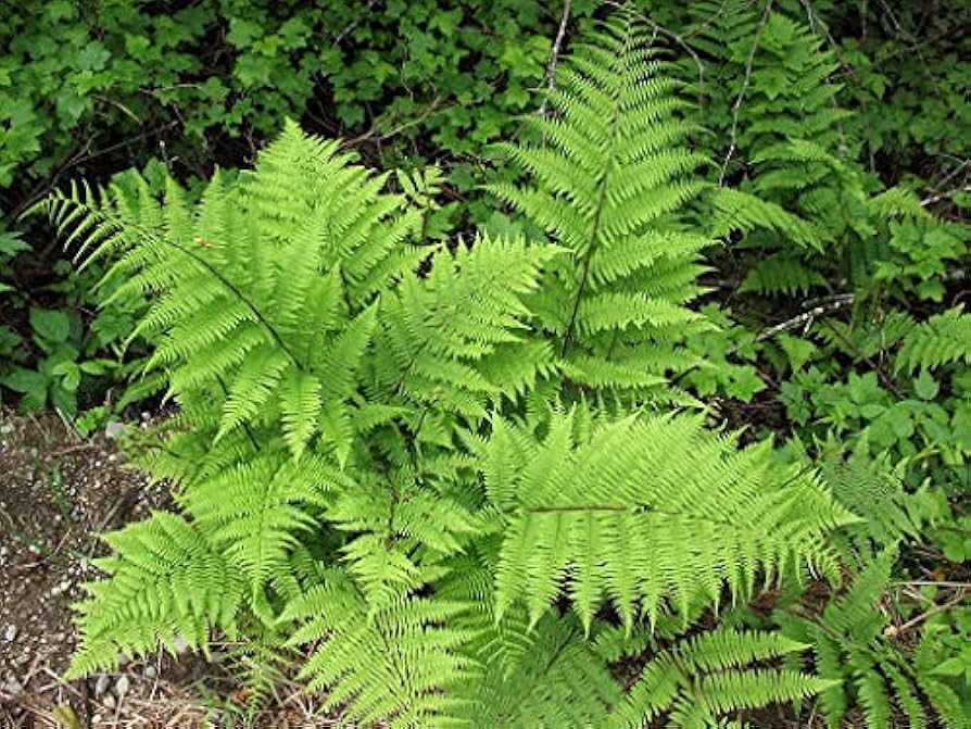 Light Green flower seeds