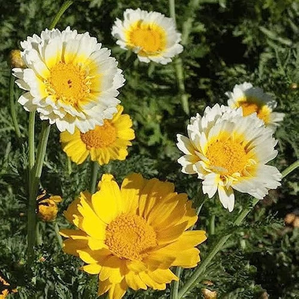 Chrysanthemum flower seeds