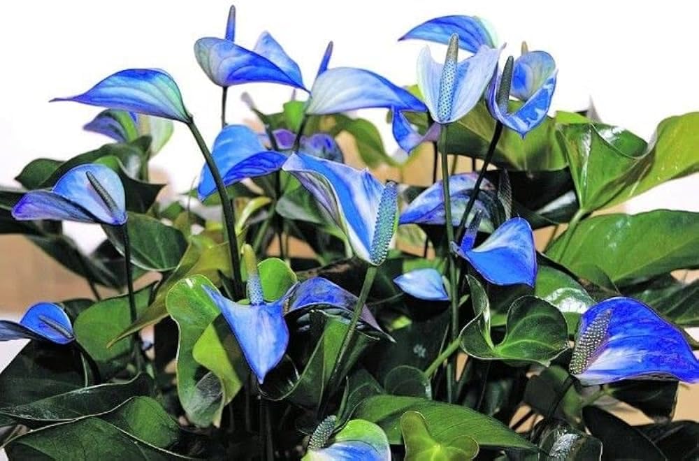 Blue Anthurium flower seeds