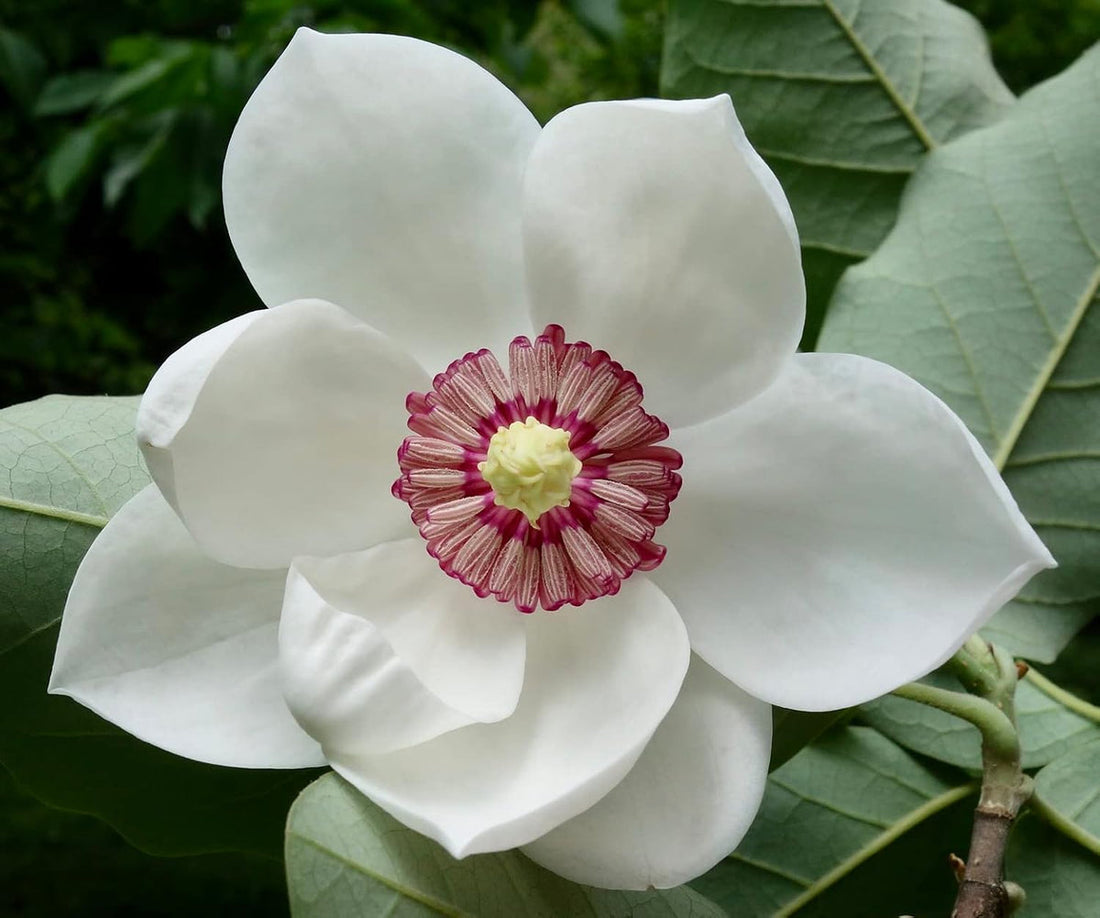 Yulan White flower seeds