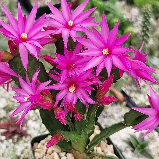 Multicoloured Schlumbergera flower seeds