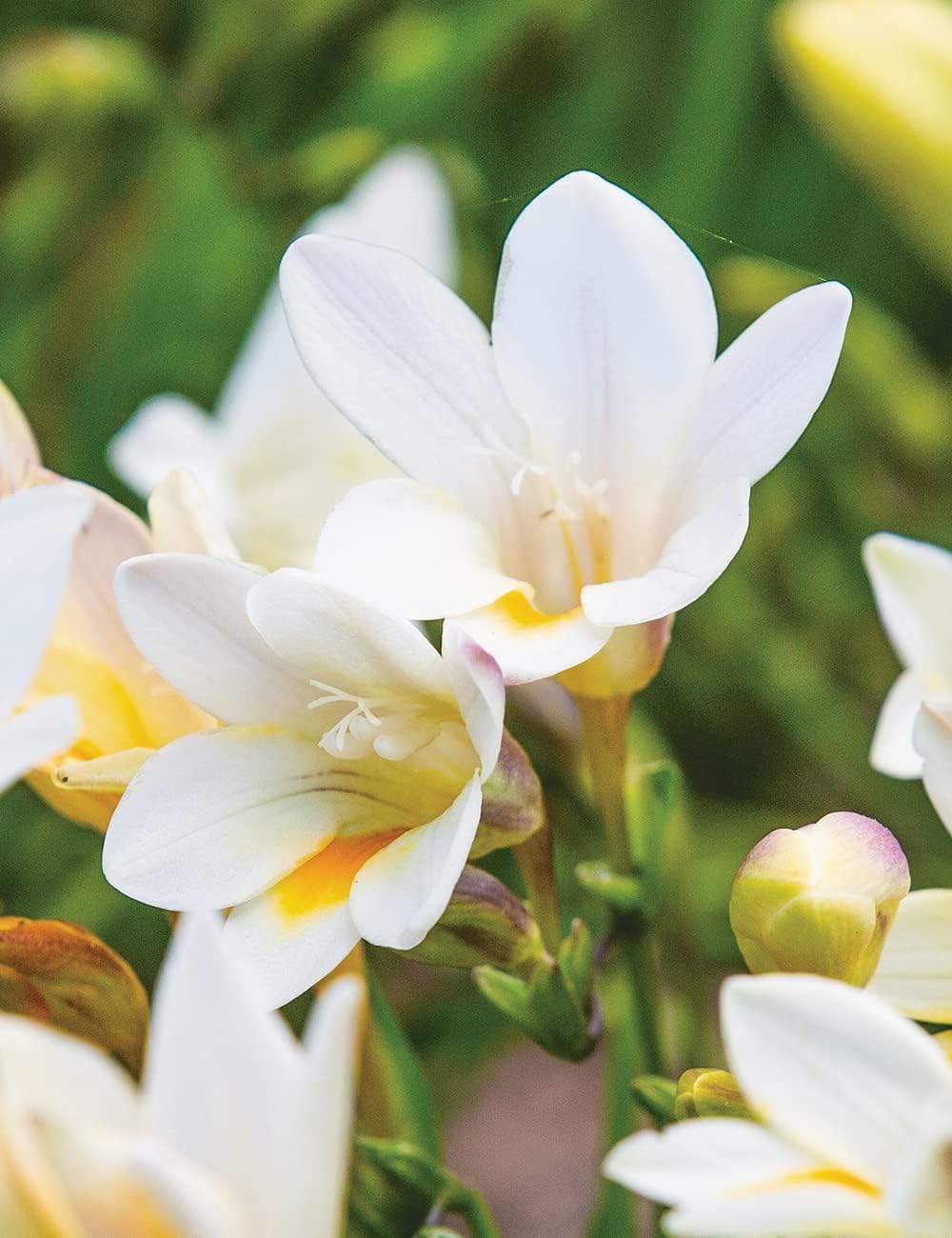 Freesia flower seeds