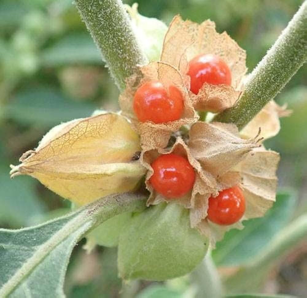 Orange Somnifera flower seeds