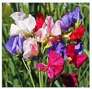 Mammoth Wahl flower seeds