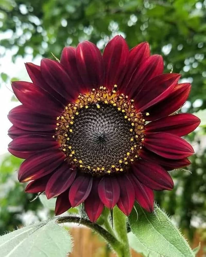 Maroon Sunflower Seeds for Planting – Heirloom Non-GMO Garden Seeds