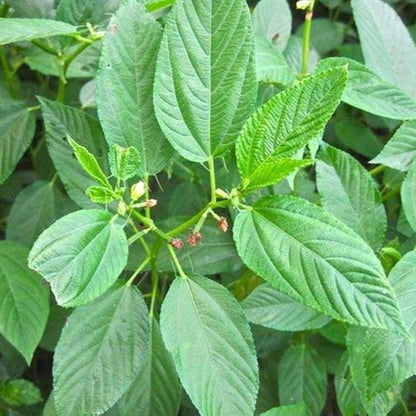 Egyptian Green Molokhia plant