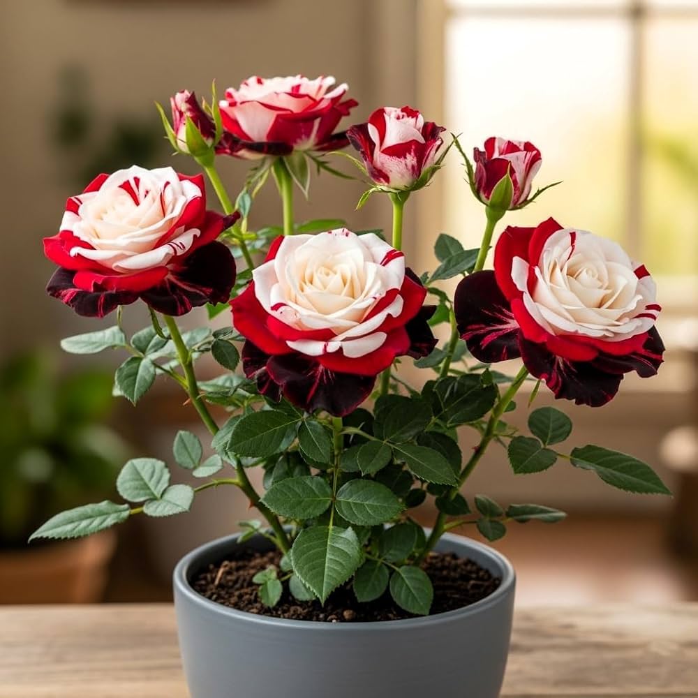 Color Rose flower seeds