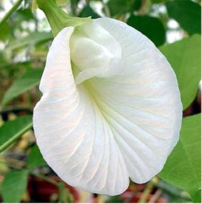 Clitoria flower seeds
