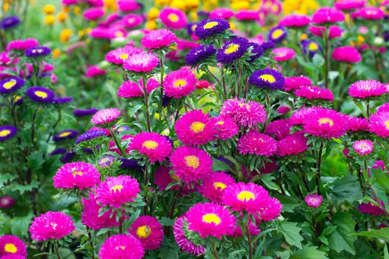 Mixed Aster Flower Seeds for Planting – Heirloom Non-GMO Garden Seeds