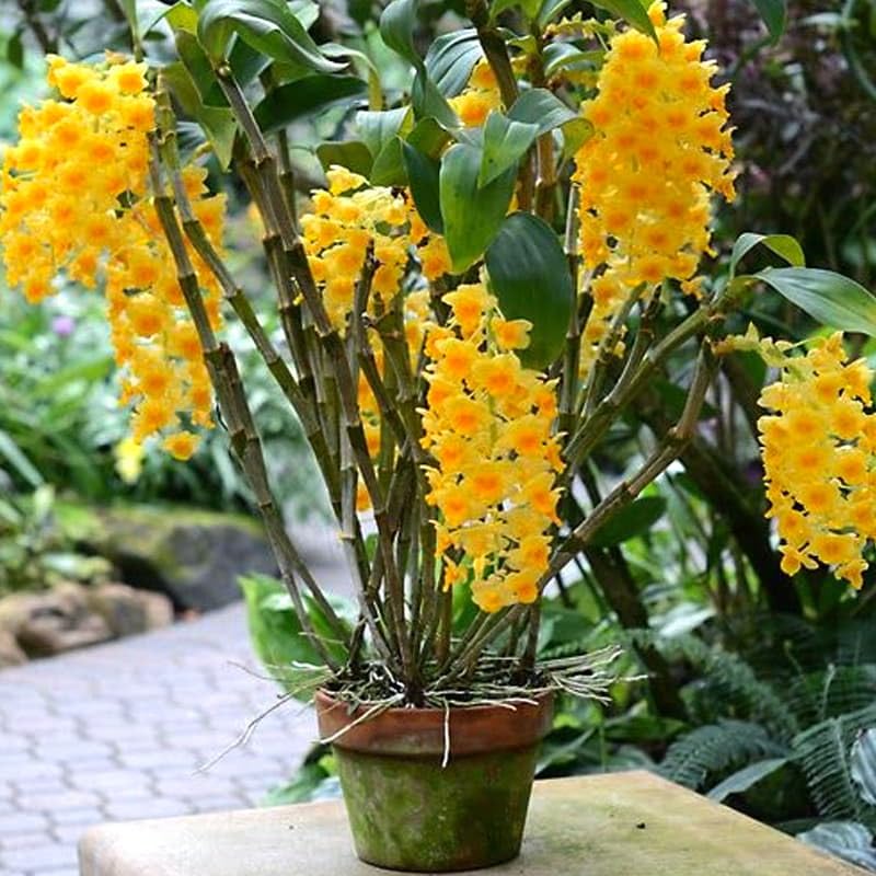Yellow Densiflorum flower seeds