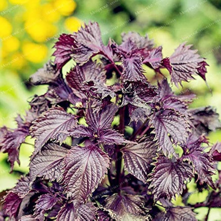 Japanese Perilla flower seeds