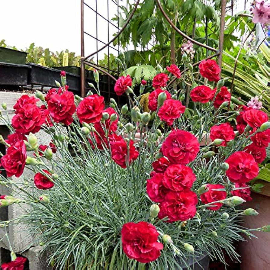 Red Carnation flower seeds