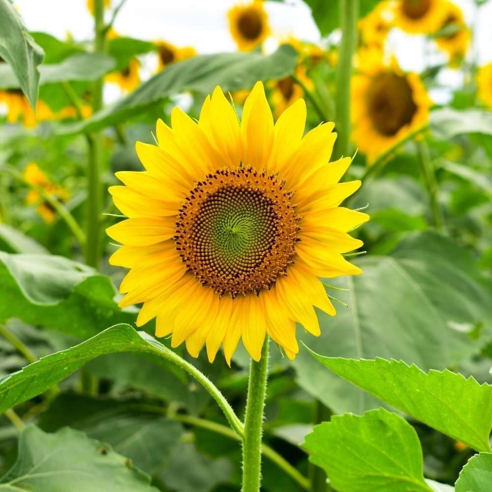 Helichrysum Bracteatum flower seeds