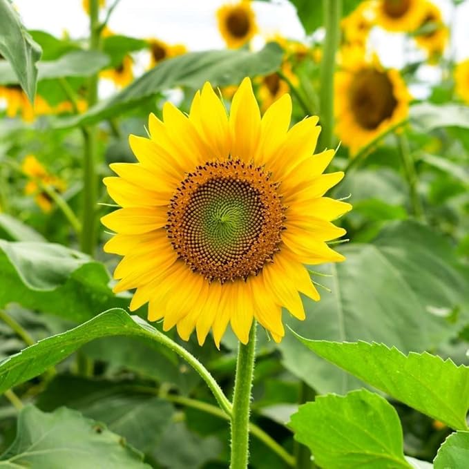 Yellow Sunflower flower seeds