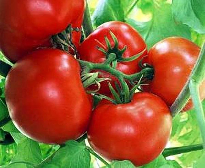 Boxcar Willie Tomato Seeds