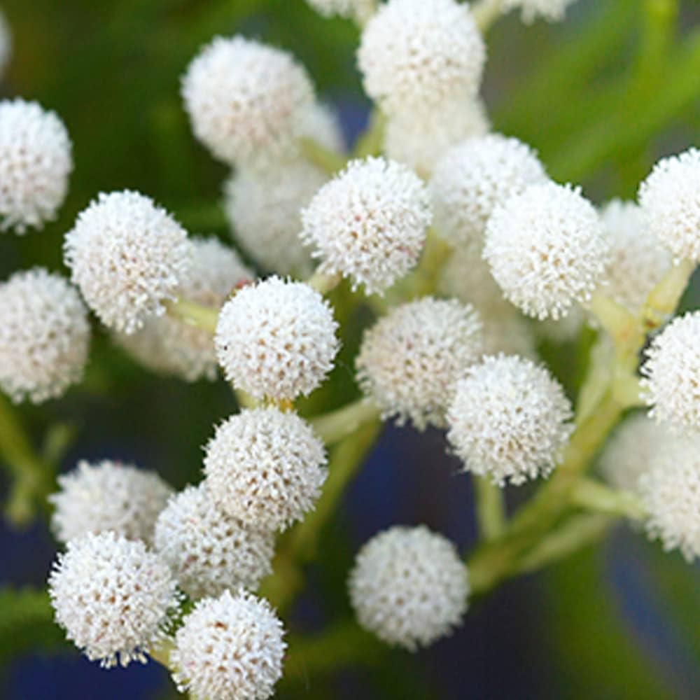 Silver Brunia flower seeds