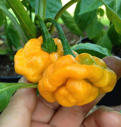 Yellow Brain Strain Pepper Seeds for Planting – Super Hot Chili Seeds