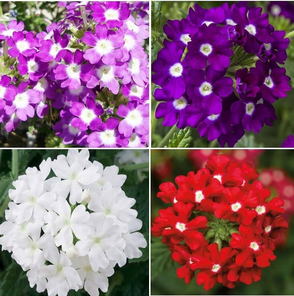 Trailing Verbena flower seeds