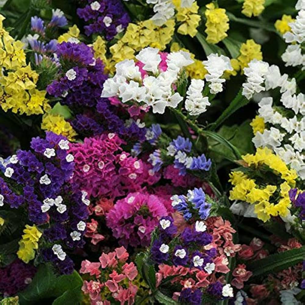 Limonium flower seeds