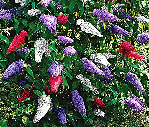Buddleia flower seeds
