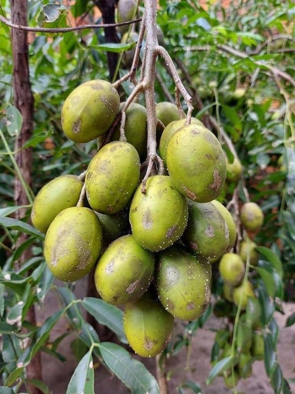 Spondias Fruit Tree Seeds – Tropical Garden Tree Seeds