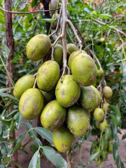 Spondias Fruit Tree Seeds – Tropical Garden Tree Seeds