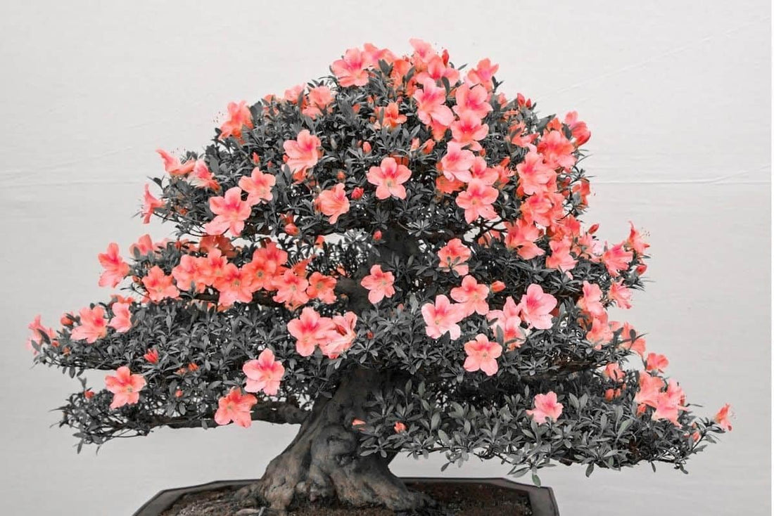 Orange Azalea flower seeds