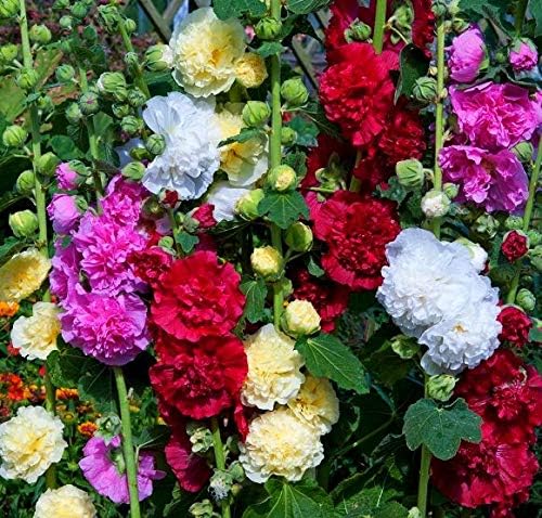 Stockrose Alcea flower seeds