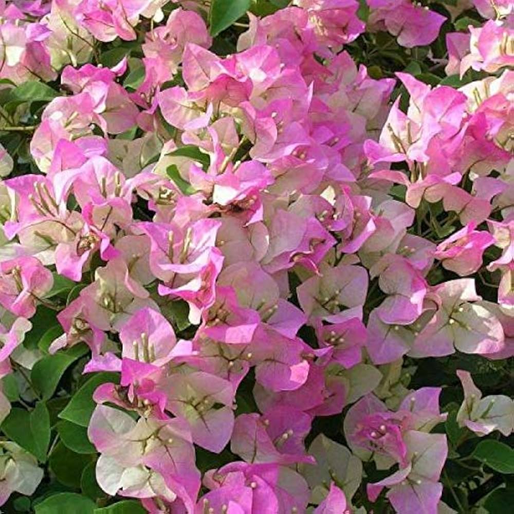 White Pink flower seeds