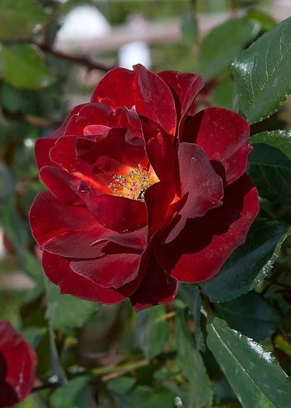 Red Rugosa flower seeds