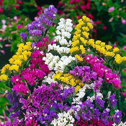 Statice flower seeds