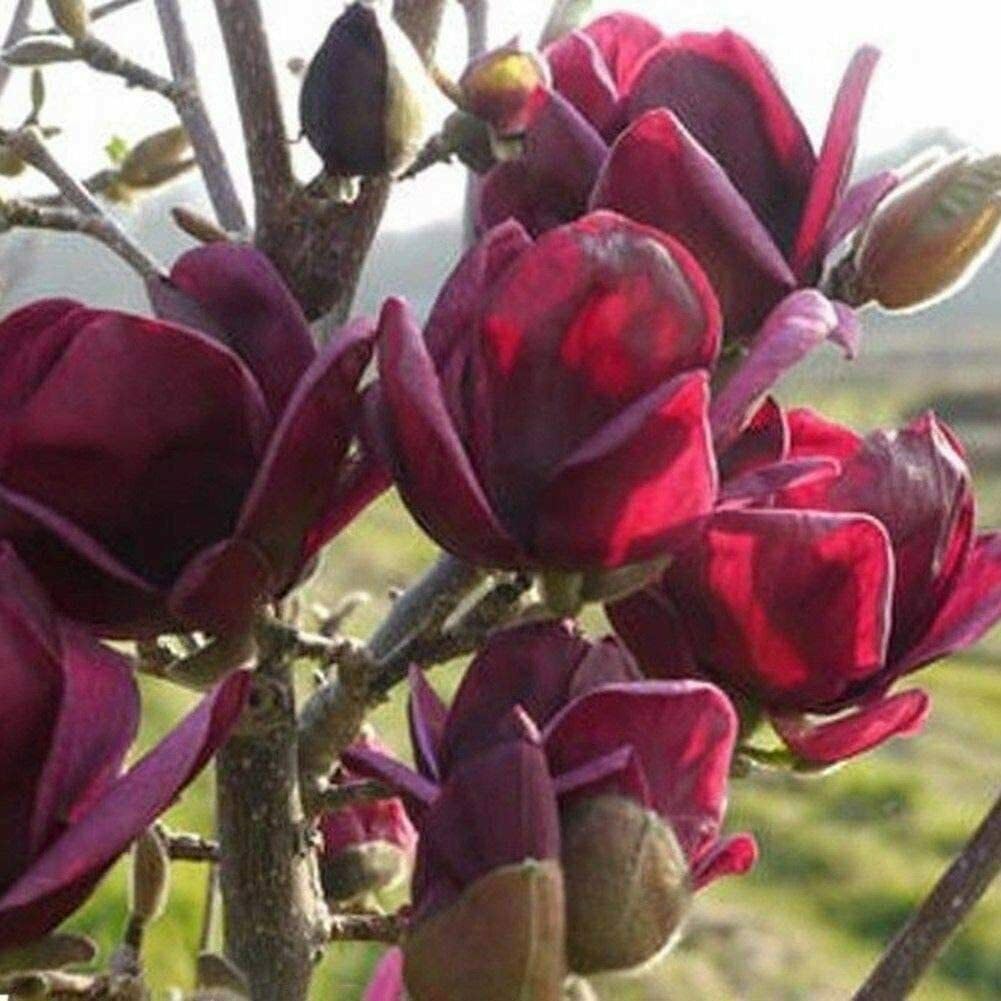 Yulan Magnolia flower seeds