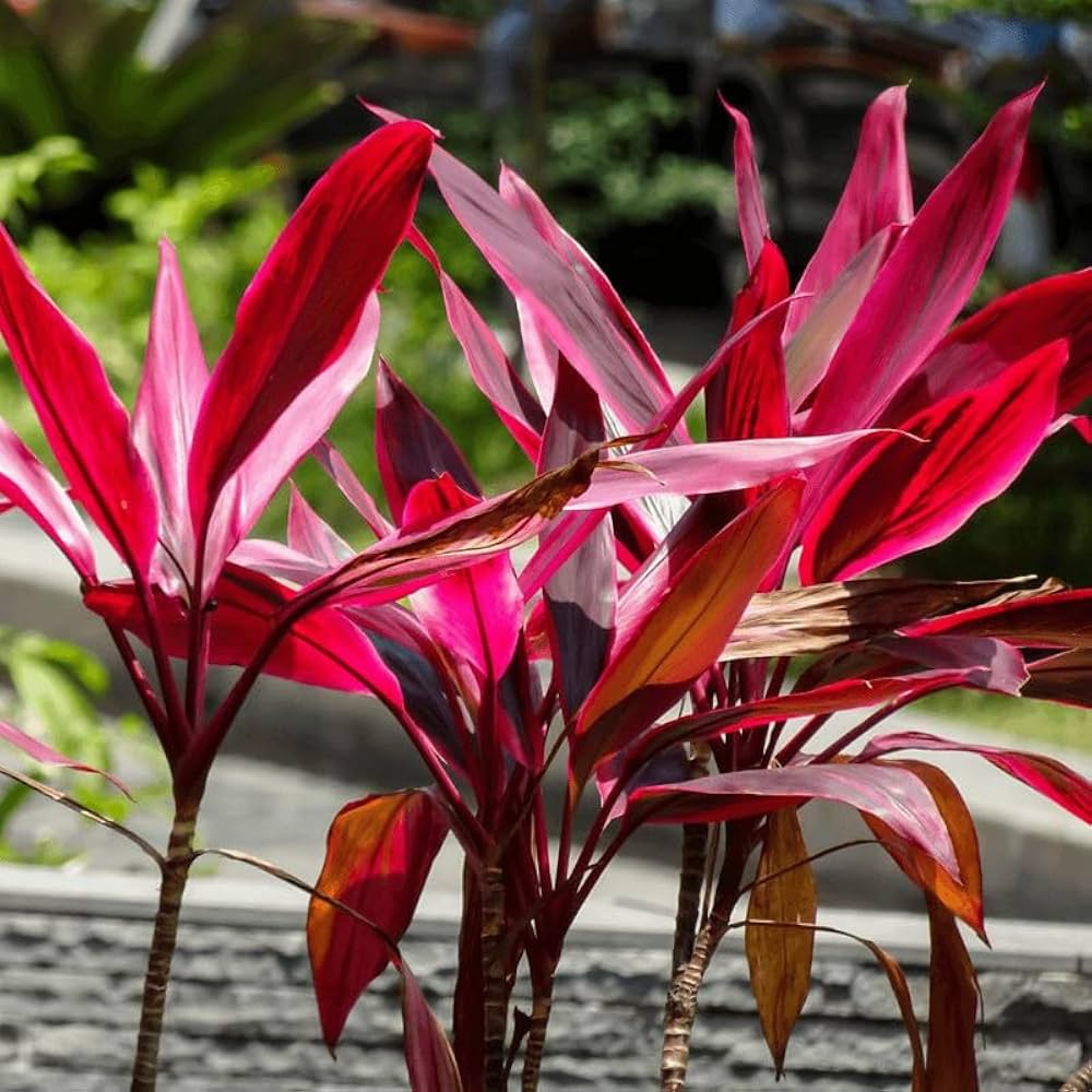 Red Cordyline flower seeds