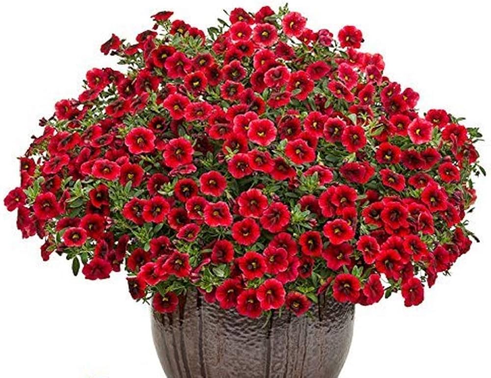 Red Logro flower seeds