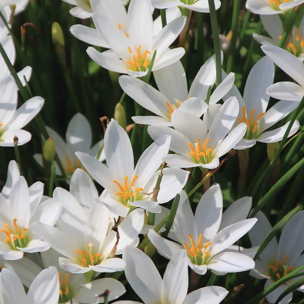 Zephyranthes Carinata flower seeds