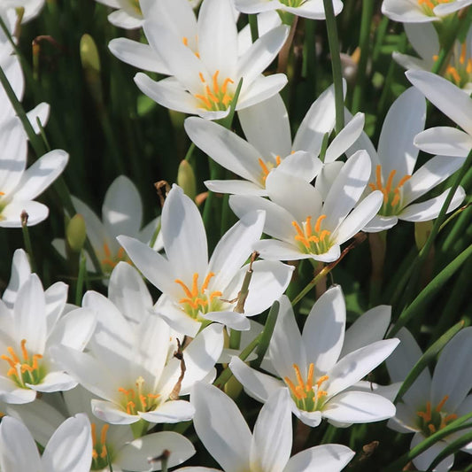 Zephyranthes Carinata flower seeds