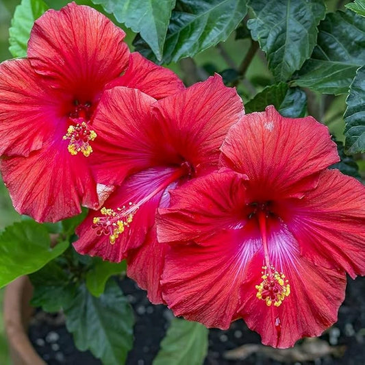 Red Purple flower seeds
