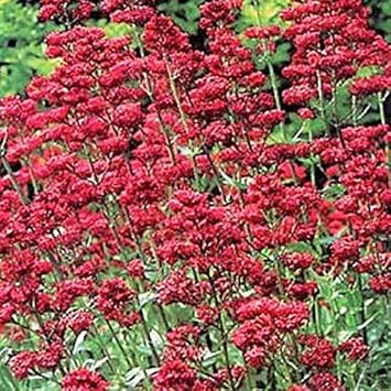 Red Jupiter'S flower seeds