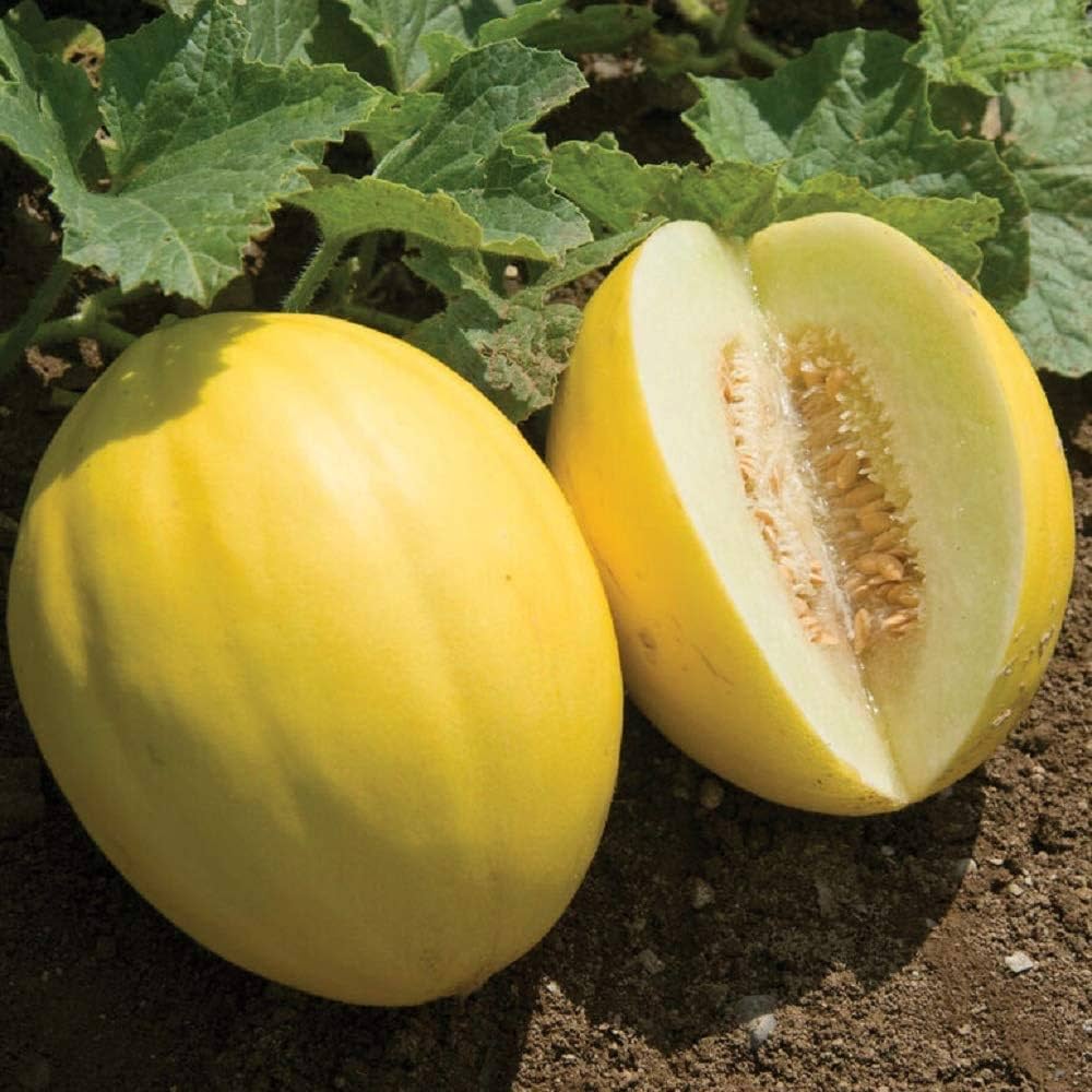 yellow muskmelon seeds