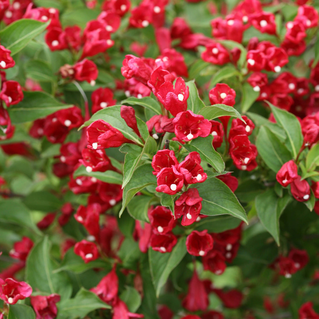 Red Weigela flower seeds