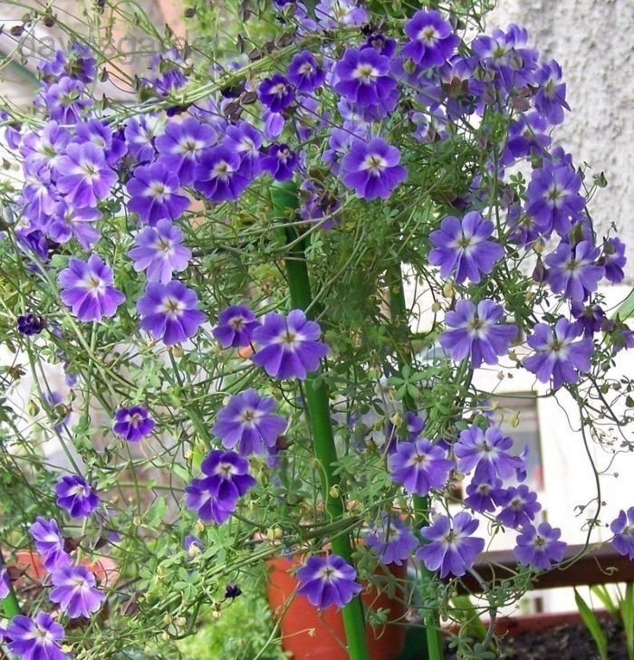 Blue Hanging flower seeds