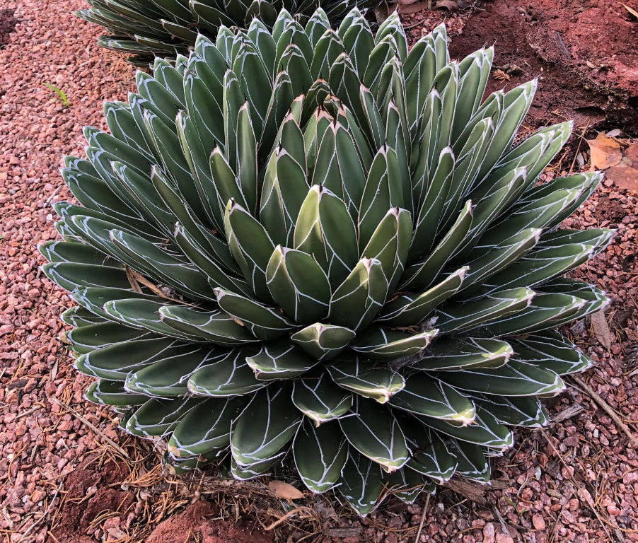 Victoriae flower seeds